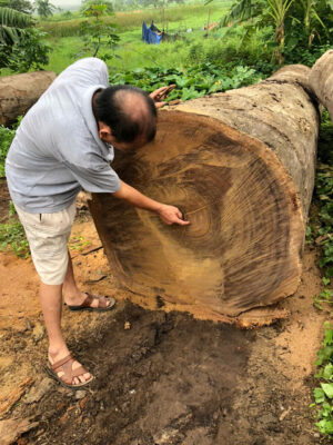 Gỗ lim Nam Phi có bền không